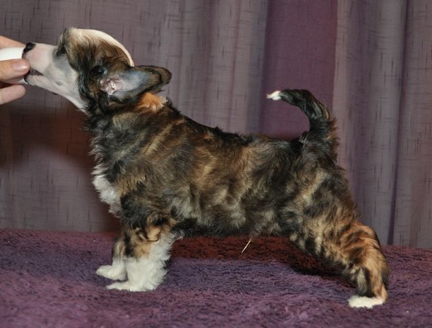 Artic Flyer's Glamour Boy