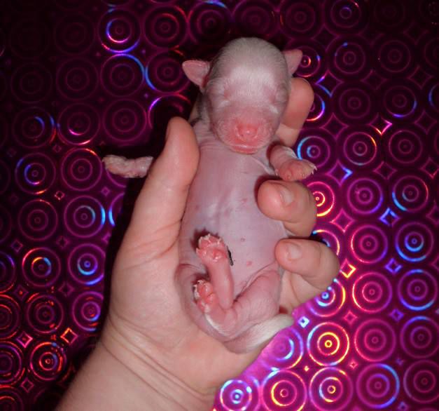 Pin-Up de L'Essence de Mon Tout