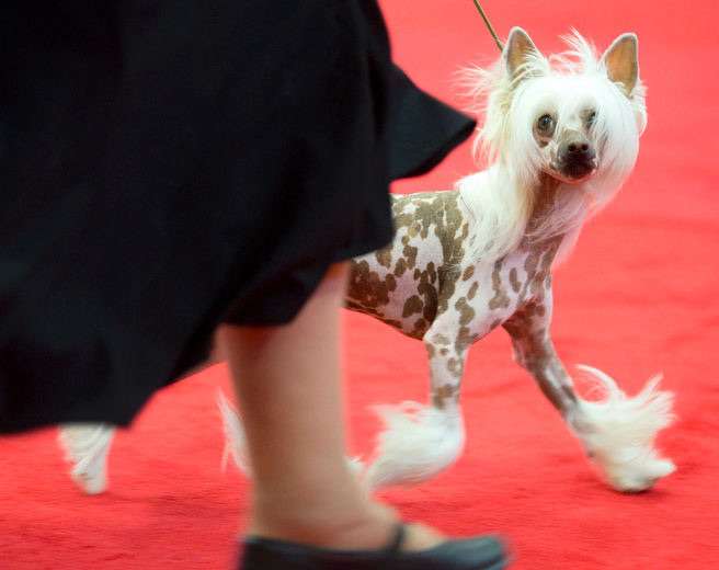 Can GCh Am Ch Daretobebare Hold That Pose