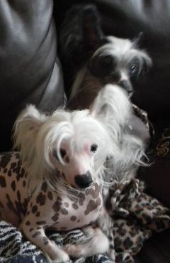 Breeze sweet jasmine