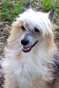 Breeze sir bandit bam am