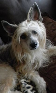 breeze sir sebastin castanon