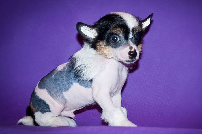 Status Imperial En-Dake Son of Zorro