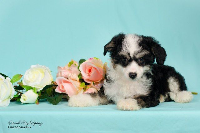 Lavr iz Sozvezdiya Khana