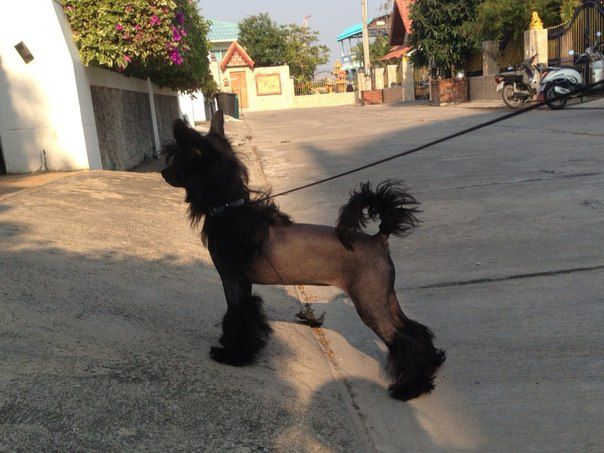 Bella Konstanta Uitney