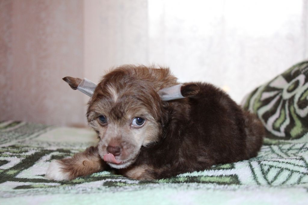 Bella Konstanta Unikum