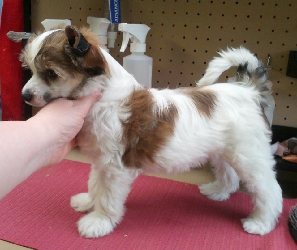 Entourage Devil In Disguise