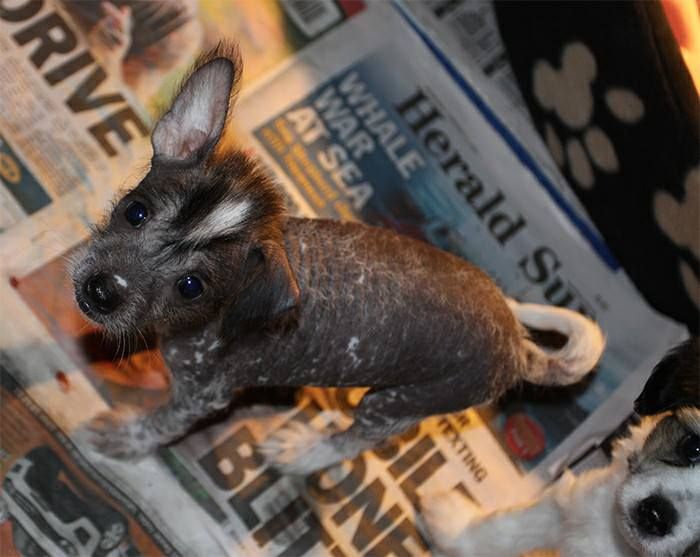 Entourage Cherry Bomb