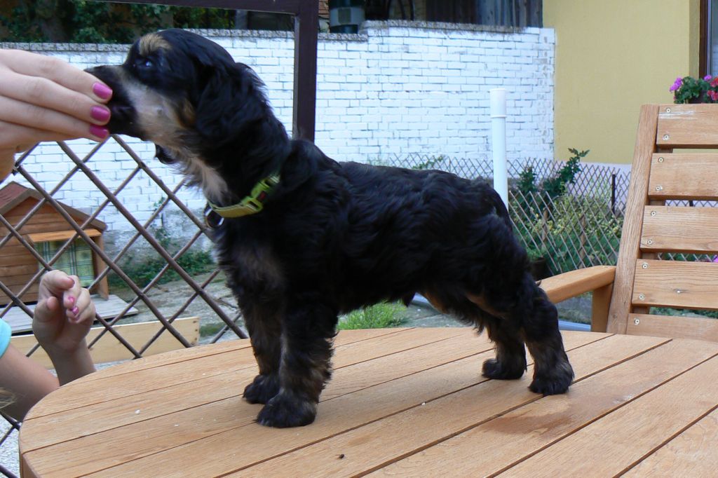 Blackberry Bran Askiena