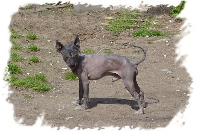 Kitajskij Podarok Timon