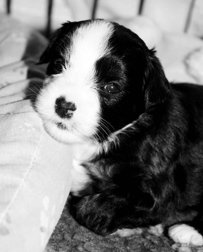 Fluffysteps Head Over Heals