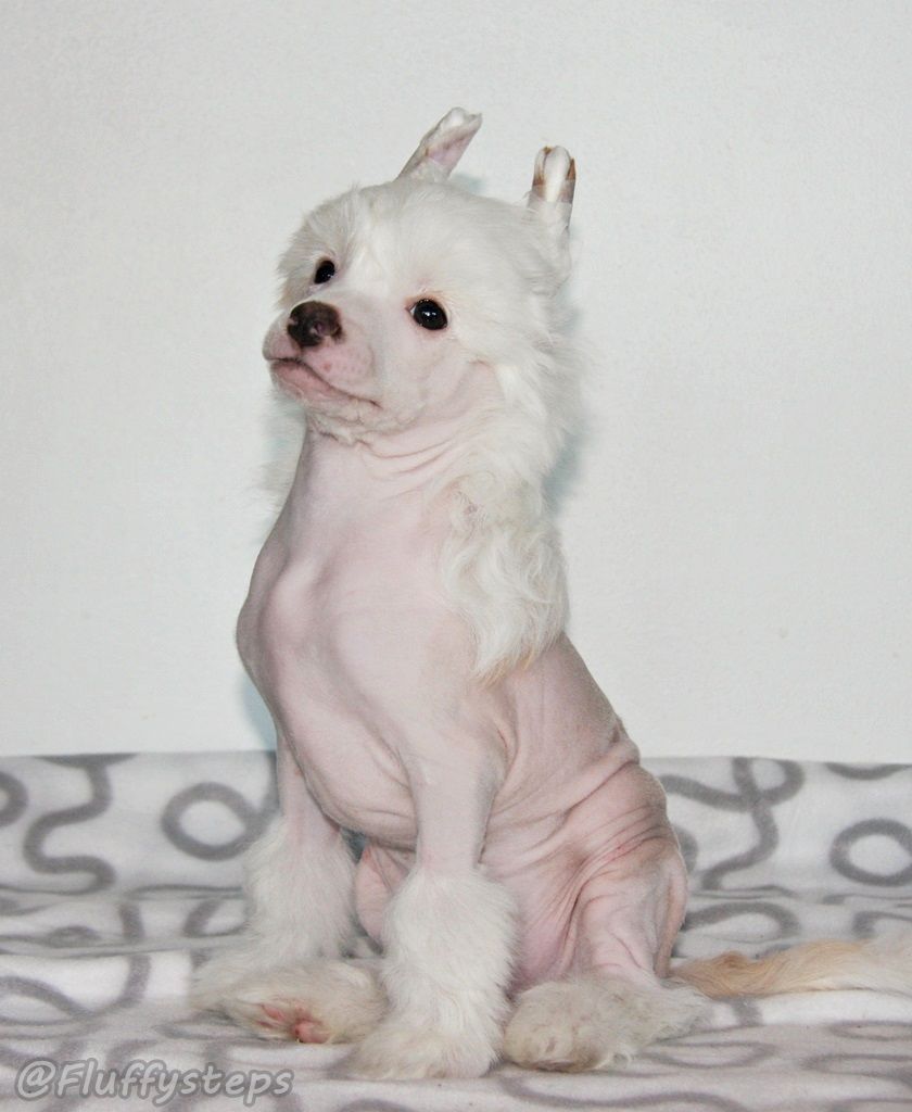 Fluffysteps Heaven Sent