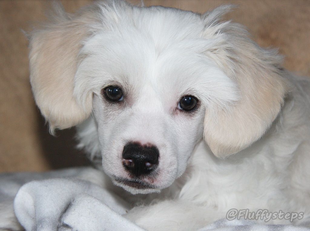 Fluffysteps Happy Skyper