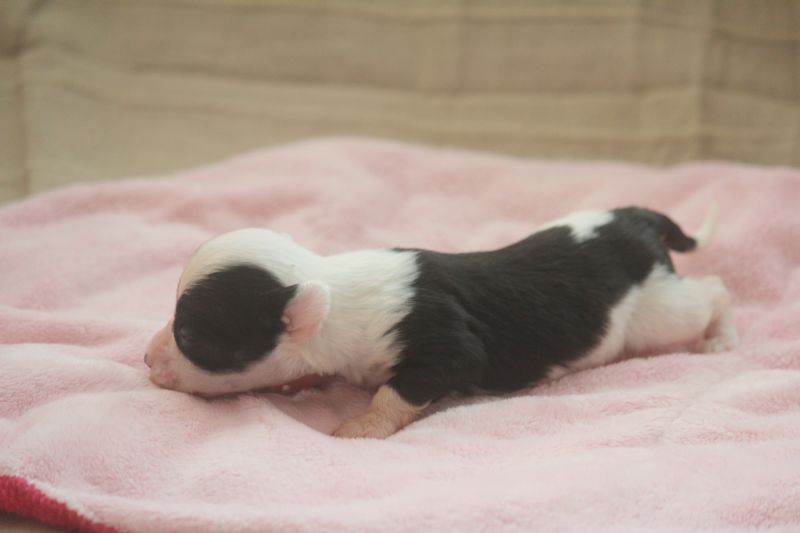 Arte Figure Do It Like Dior