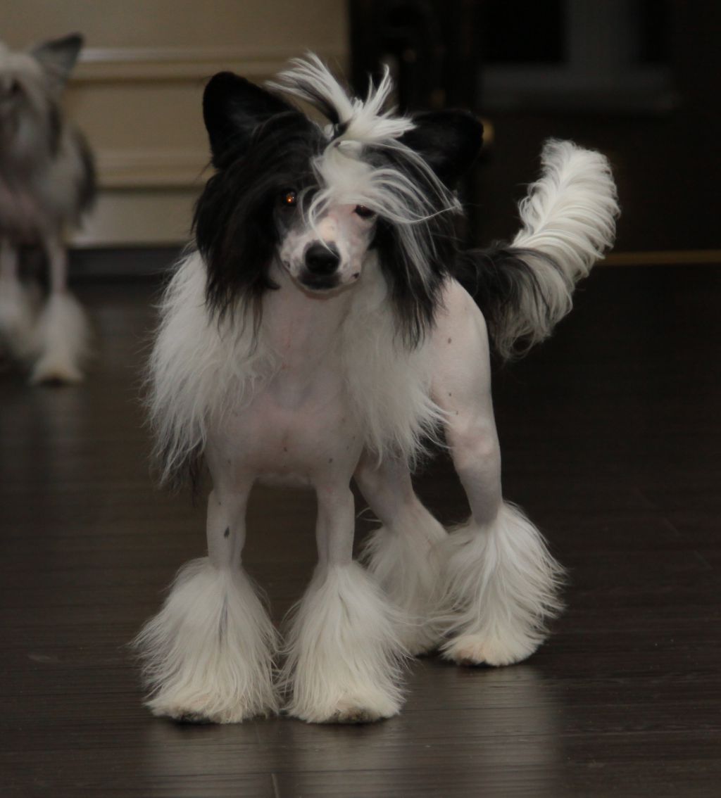 Premier Mari Chunga Changa