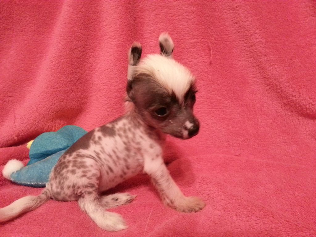 Belthil Radianza Della Merry Divina