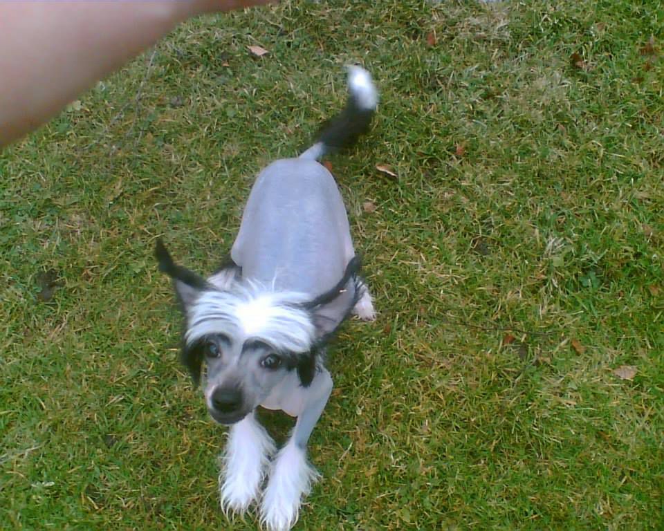 Little Rehma's Adoro