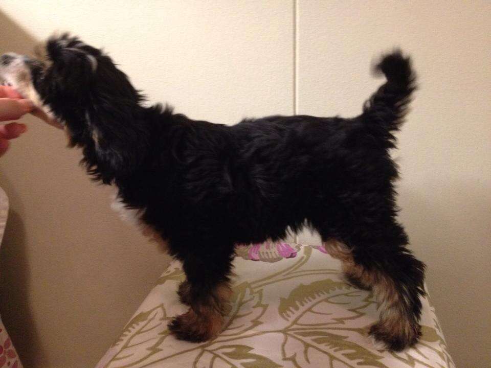 Fun-size My Pantteri