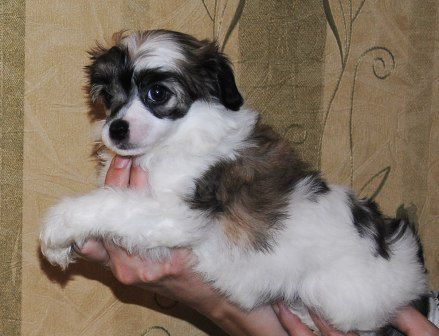 Sapfir iz Tsarskogo Sela Ryffi