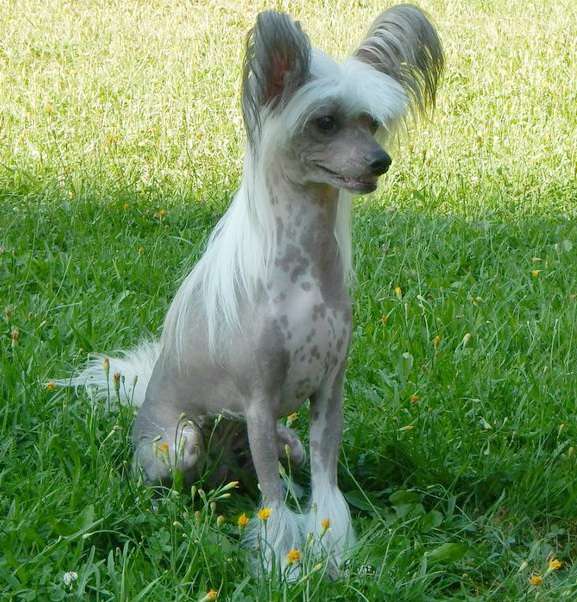 Sapfir iz Tsarskogo Sela Rossi