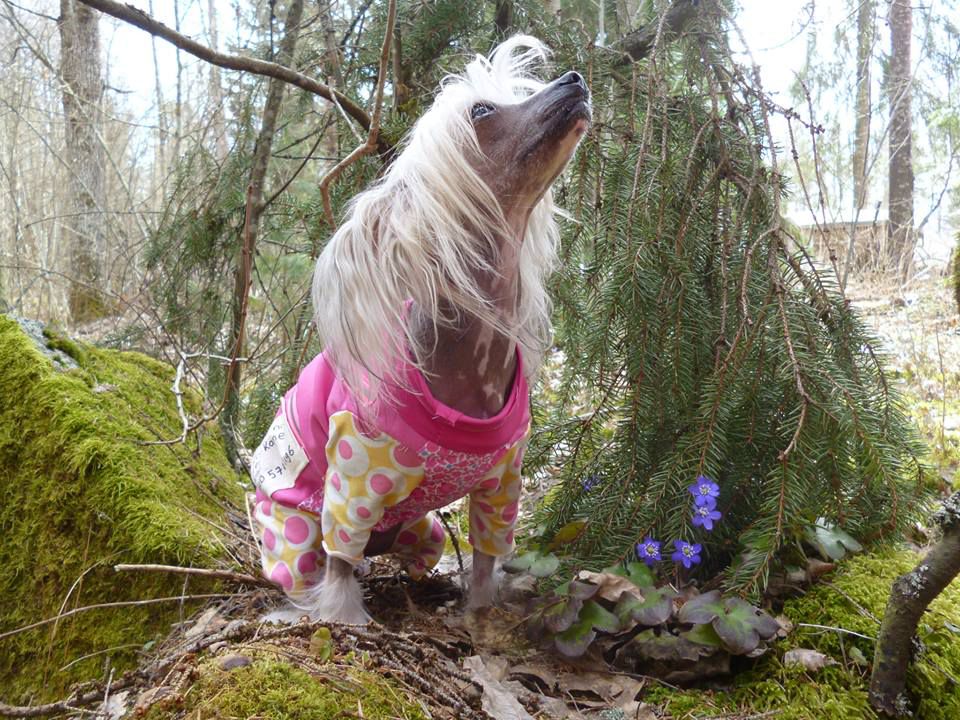 Lilla Wanillas Nelli