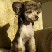 Fantazy Night Naos Tinkerbelle de la Luna