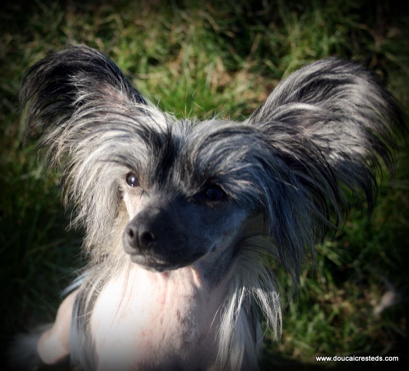 Doucai's Tantrums And Tiaras