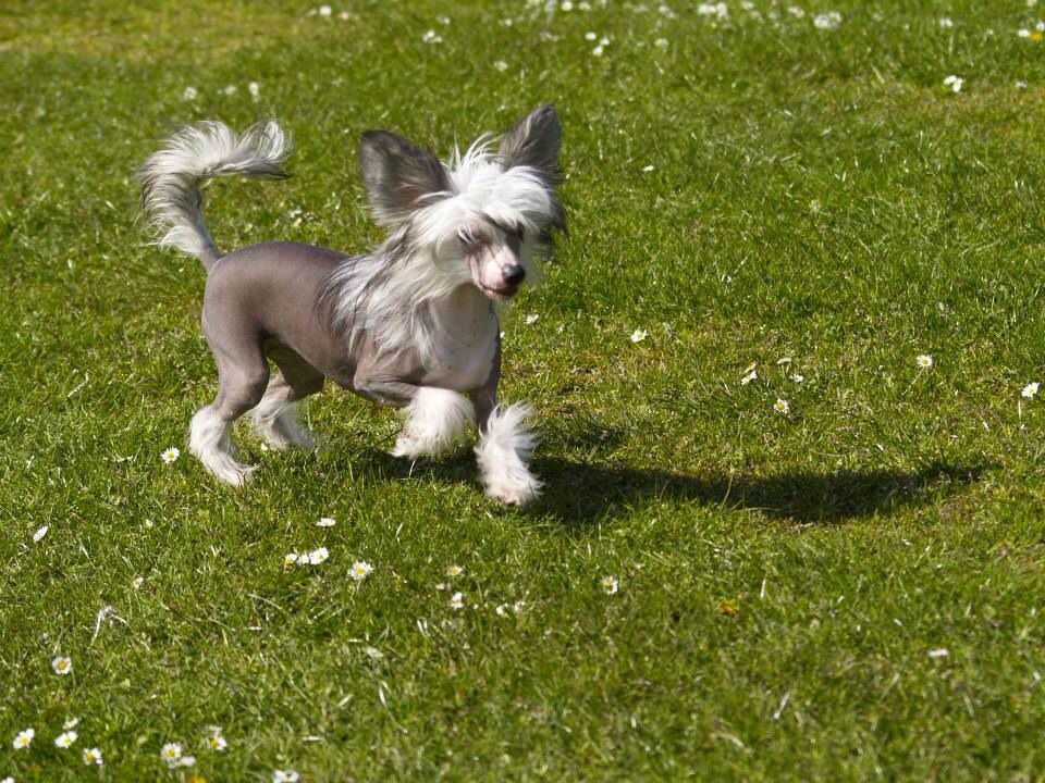 Evening Star of Blue Champagne