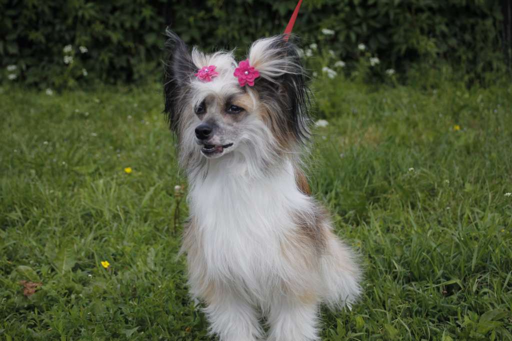 Moment of Glory Victoria Fall's