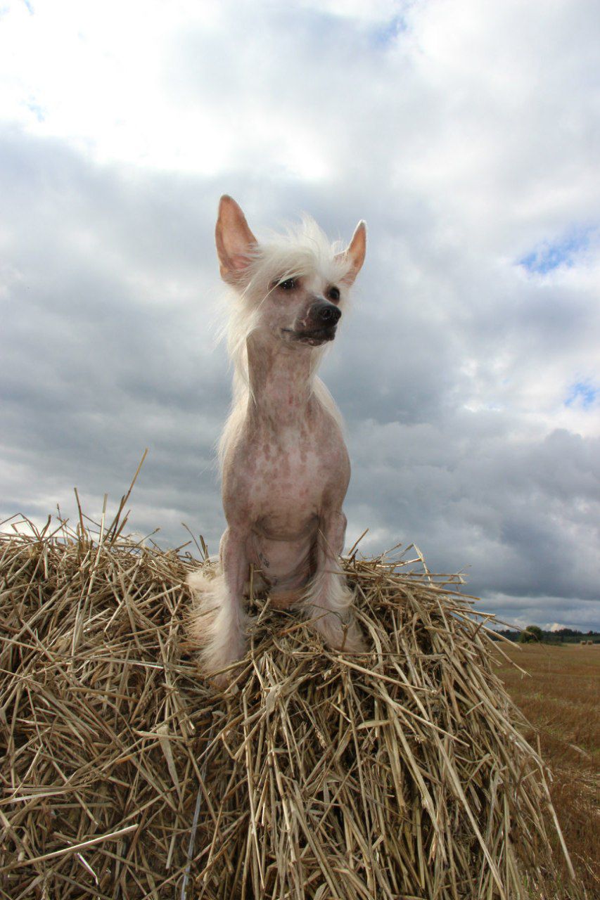 Sspoloch Show Taste of coffe ice cream