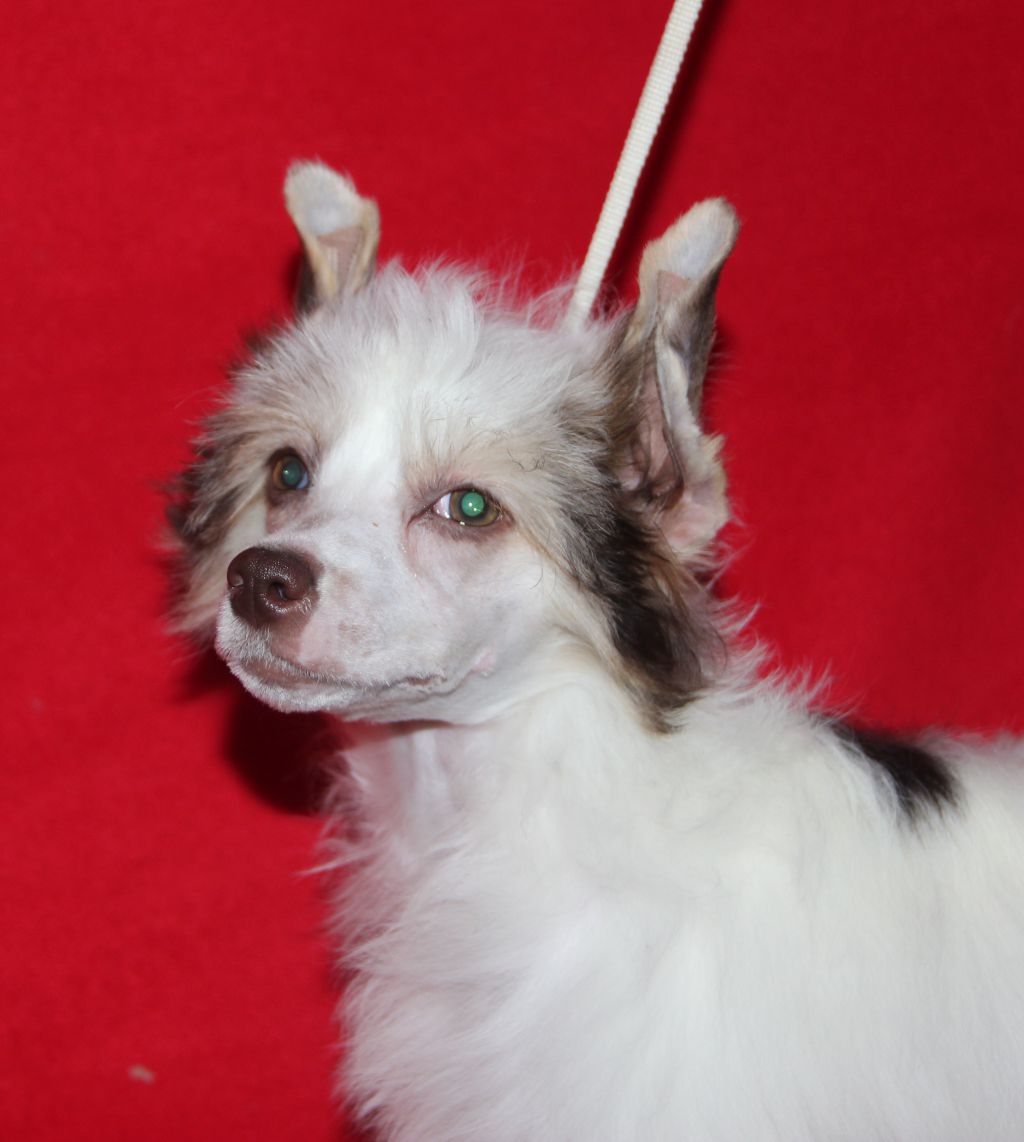 Sspoloch Show Truffle in chocolate