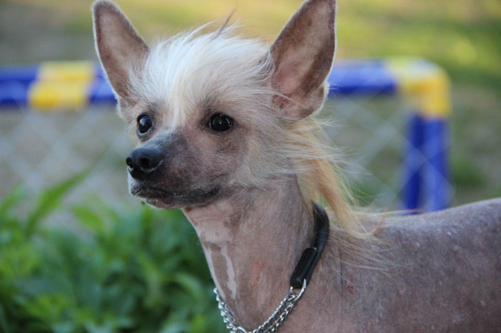 Sspoloch Show Tequila Sunrise