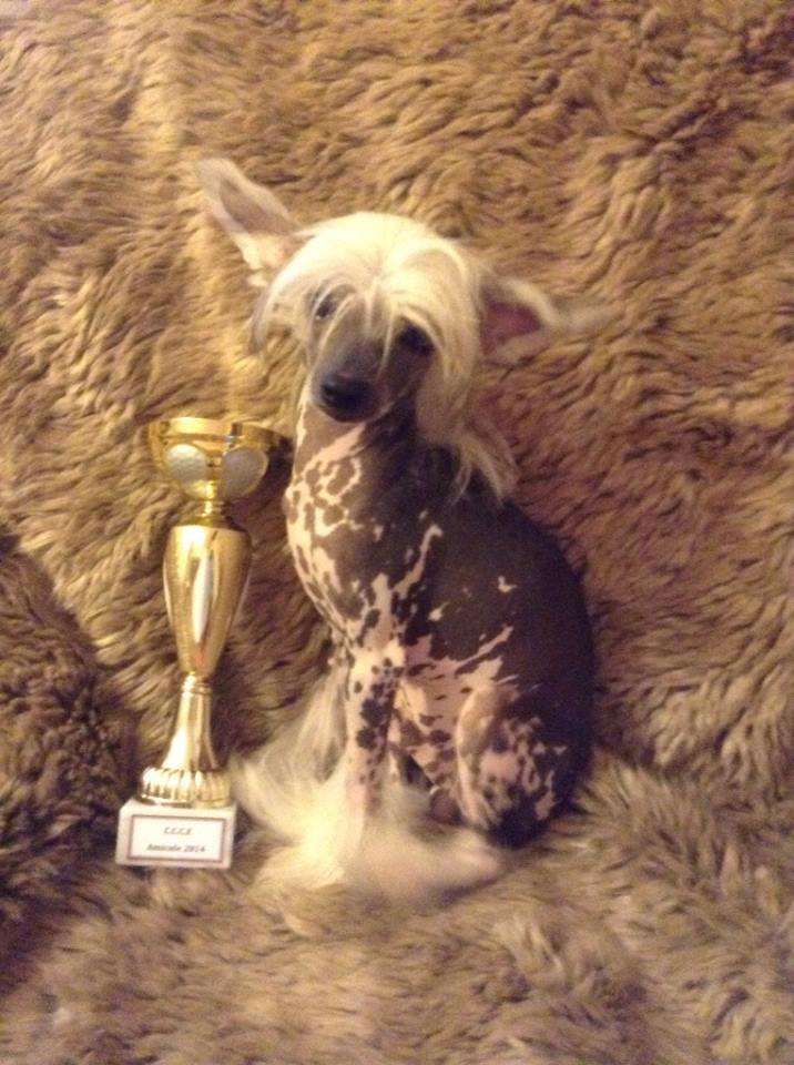 Taï Mandchou's Indeed Master