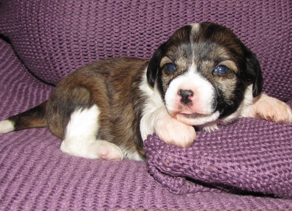 Ognayna  Iz Hohlyandii