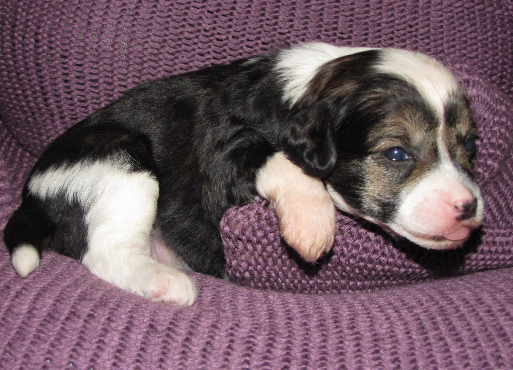 Otrada iz Hohlyandii