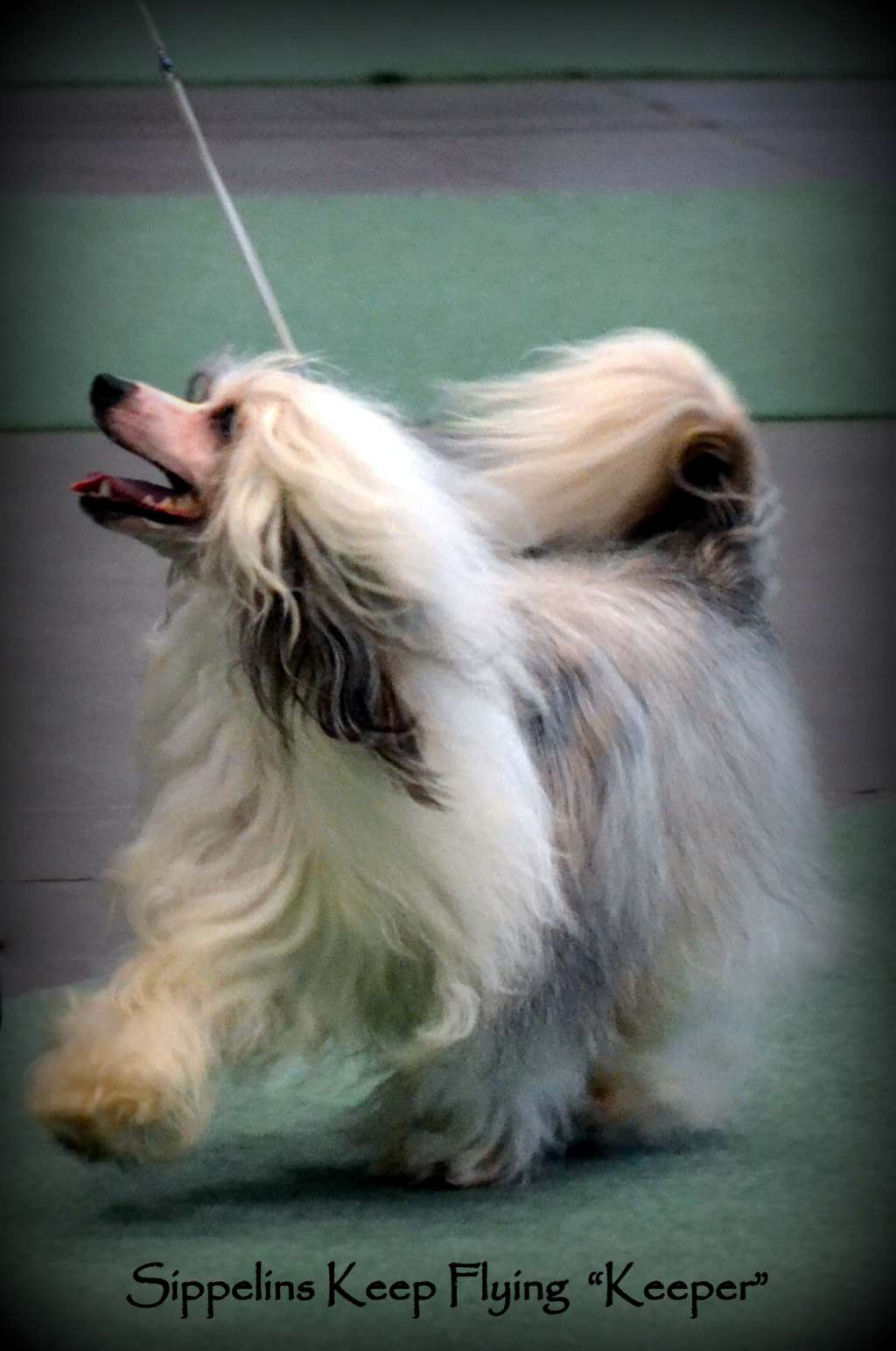 Sippelins Keep Flying