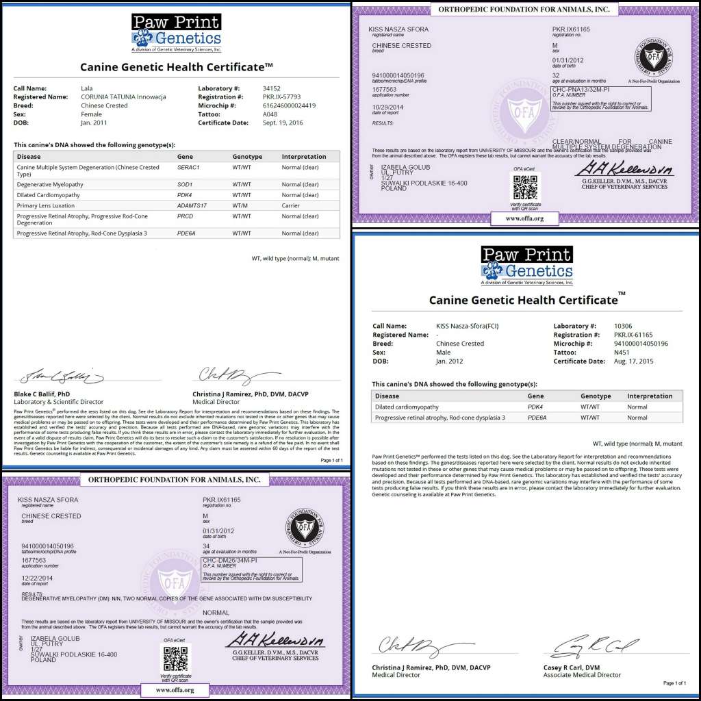 Awangardowa Lady Pretensja