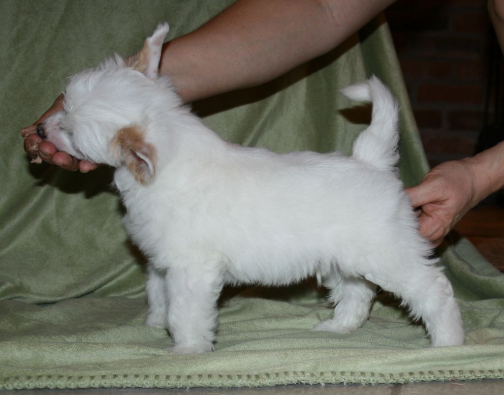 Proud Pony Extraordinary