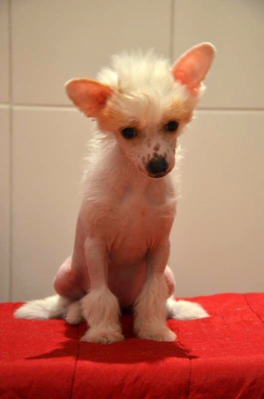 Dobiáco Hasta LaVista