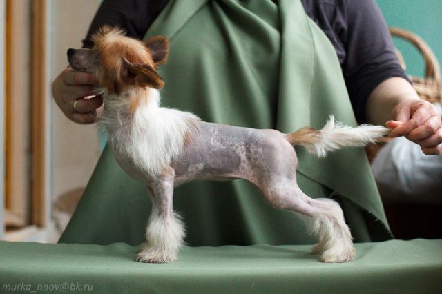 Poinsur Dvizhen Cassandra Grand Sunlife