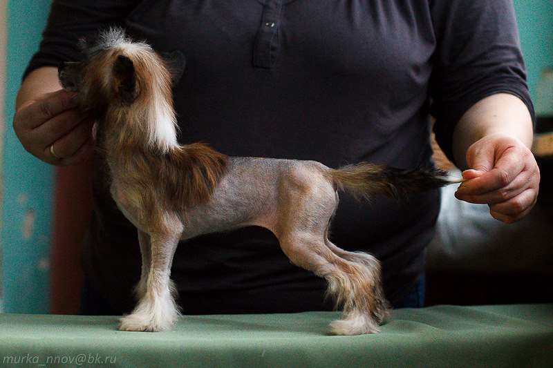 Poinsur Dvizhen Calypso