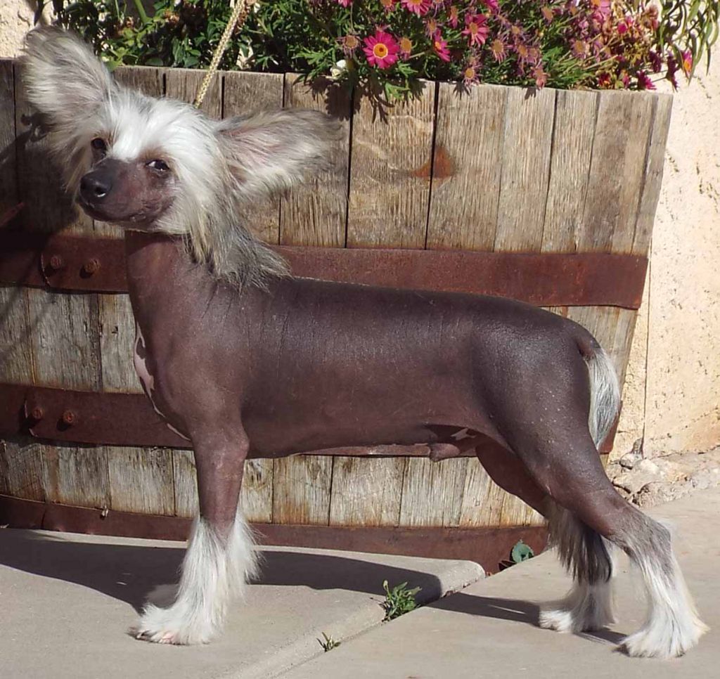 Crest-Vue's Chili Will-Lee