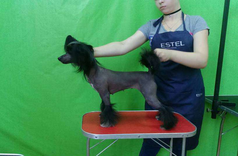 Karnelius Subaru Black Legacy