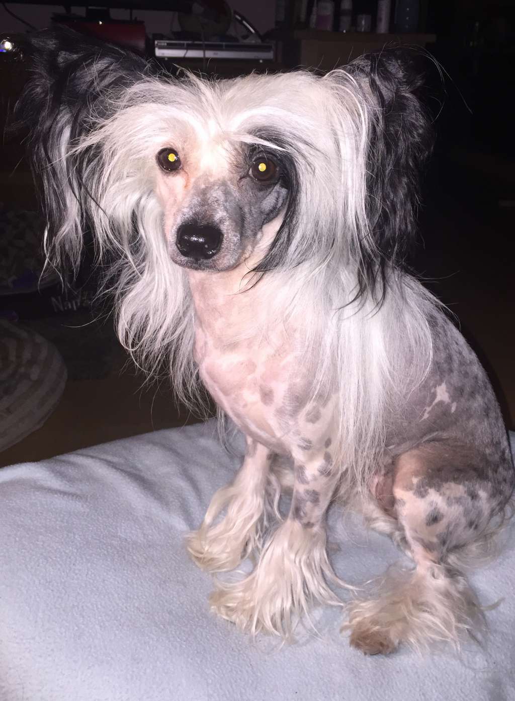 Bionity Ciconia Ciconia