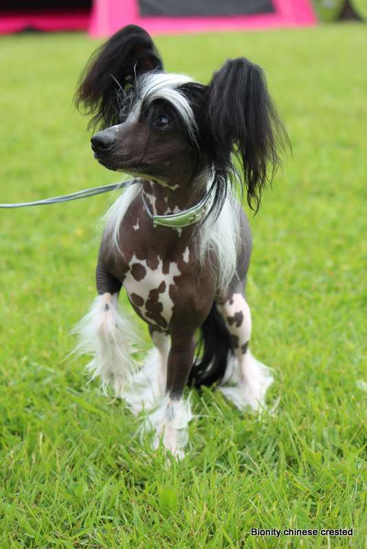Bionity Carduelis Carduelis