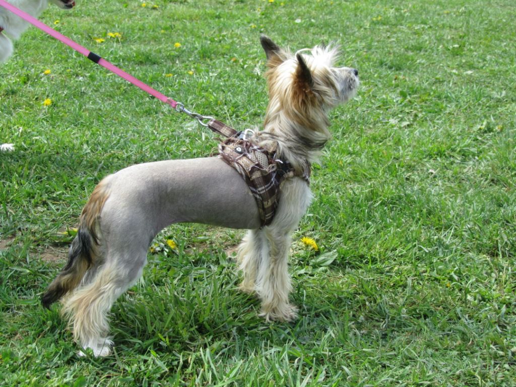 Bionity Coracius Garrulus