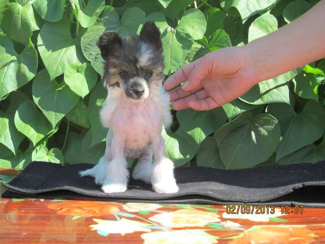 Fantastik Kashmir Shella Show