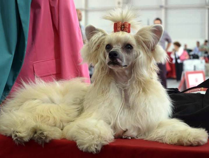 JCH Magnus Staff Fast & Furious