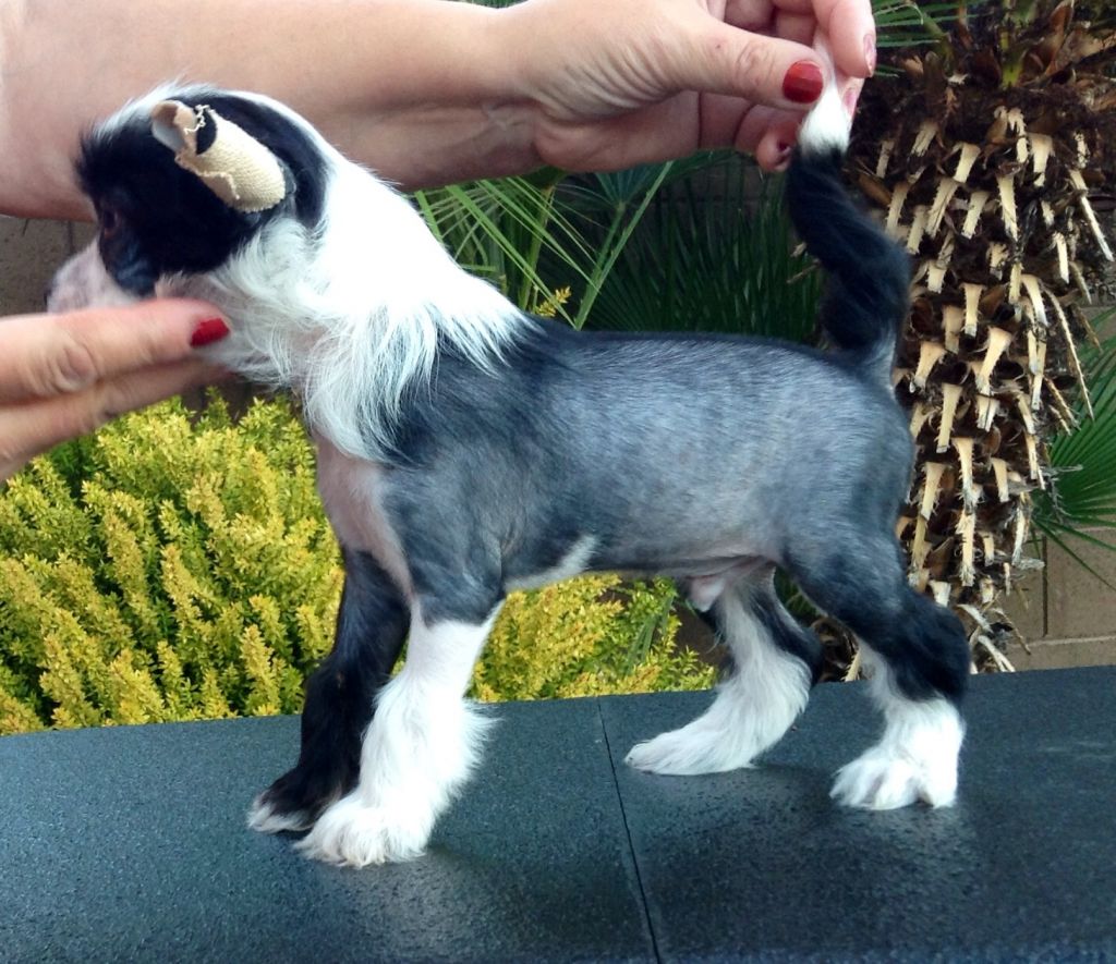 Nina's K Dark Destroyer