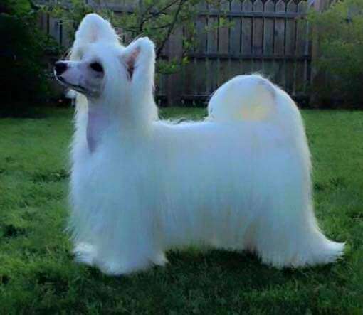 Moelmo's Ongoing Success